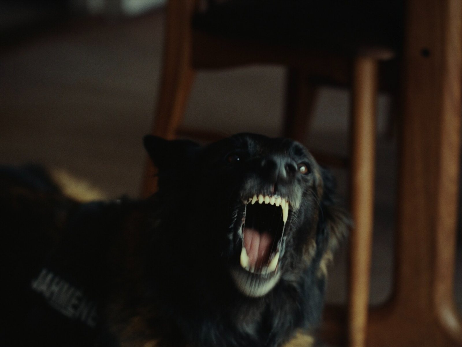 Elliott Power on the set of K-9INE!, interior house location with Panavision Panaflex and 35mm setup